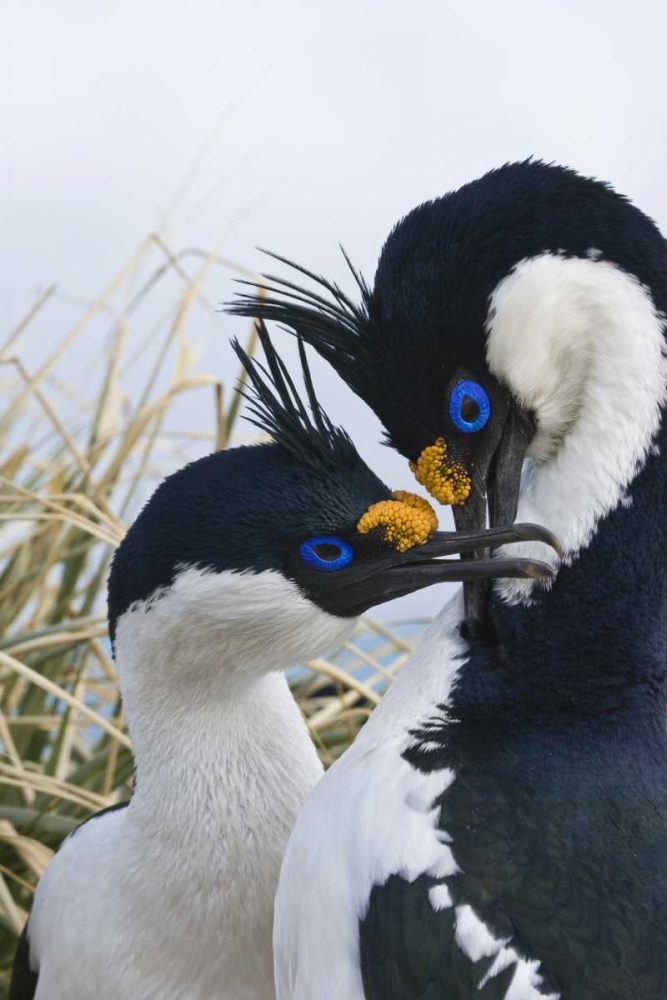 South Georgia Island Blue-eyed cormorants